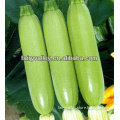 All Varieties Of Chinese Hybrid Light Green/White Zucchini Seeds For Sale